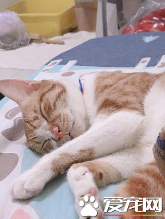 专业碰瓷护驾到 猫咪装死的精髓有抓到