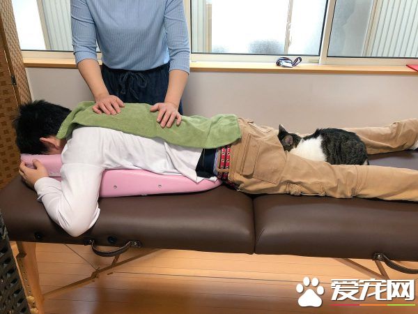 日本猫咖啡有23只可爱猫咪 不定期提供推拿服务