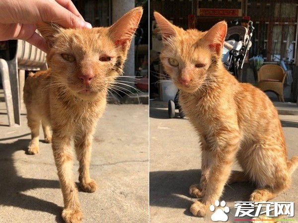 浪喵因为太缺乏警戒心 不断遭逢血光之灾