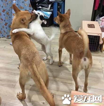 米克斯去医院看医生超乖 离开时发现脚汗狂流