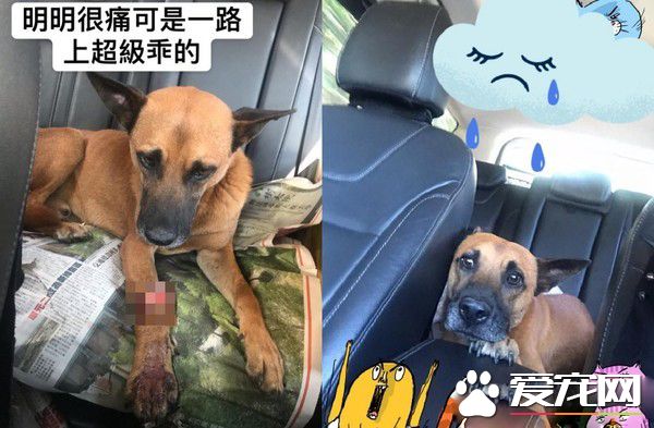 明明就很痛却一路撒娇 三只脚汪温柔眼神让人心疼