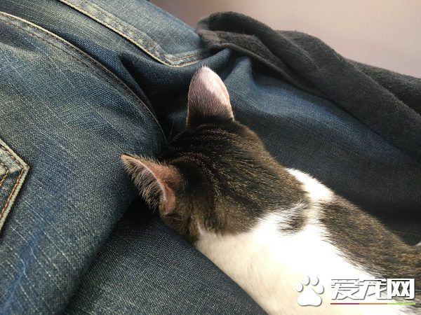 日本猫咖啡有23只可爱猫咪 不定期提供推拿服务