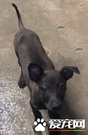 让爱不流浪! 希望大家可以给浪浪一个家