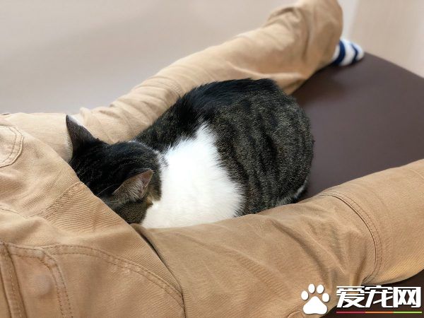日本猫咖啡有23只可爱猫咪 不定期提供推拿服务