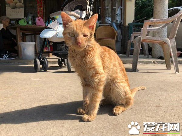 浪喵因为太缺乏警戒心 不断遭逢血光之灾