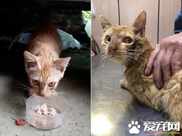 浪喵因为太缺乏警戒心 不断遭逢血光之灾