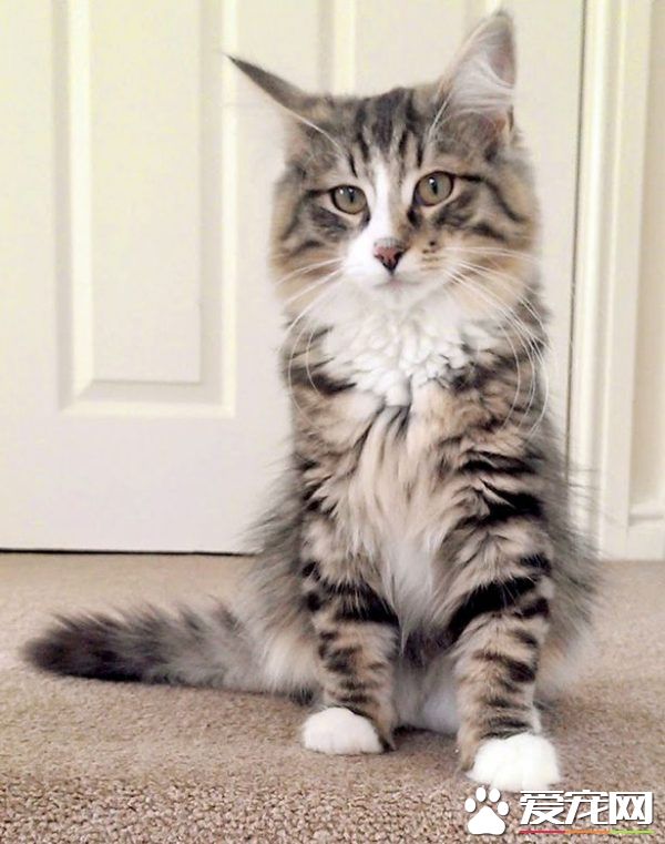 小偷猫离家出走消失 14个月后被发现在宠物食品厂