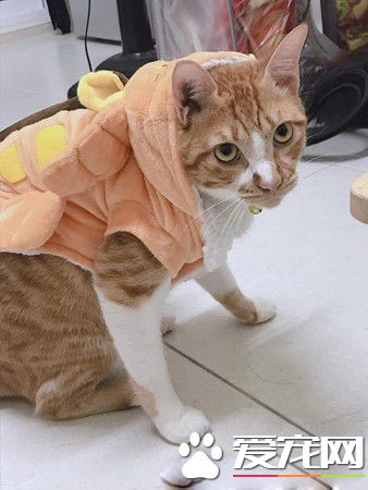 专业碰瓷护驾到 猫咪装死的精髓有抓到