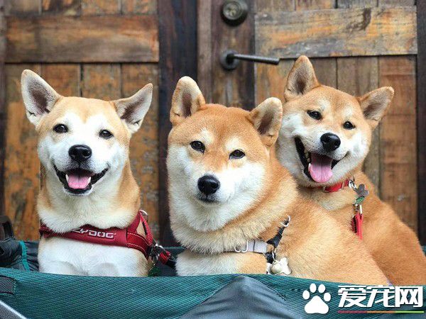 两柴因动作不同步惨摔 柴姐的淡定脸却意外成亮点