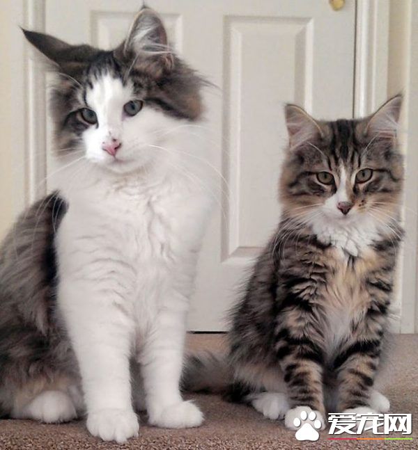 小偷猫离家出走消失 14个月后被发现在宠物食品厂