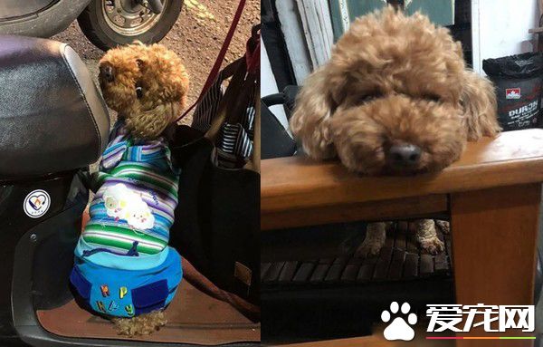 怎么还不开？红贵宾臭脸敲门太可爱了