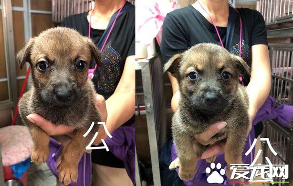 让爱不流浪! 希望大家可以给浪浪一个家