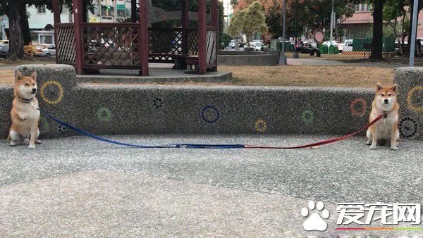 两柴因动作不同步惨摔 柴姐的淡定脸却意外成亮点