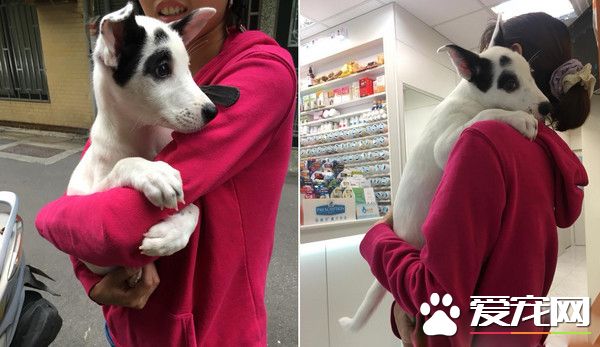 米克斯去医院看医生超乖 离开时发现脚汗狂流