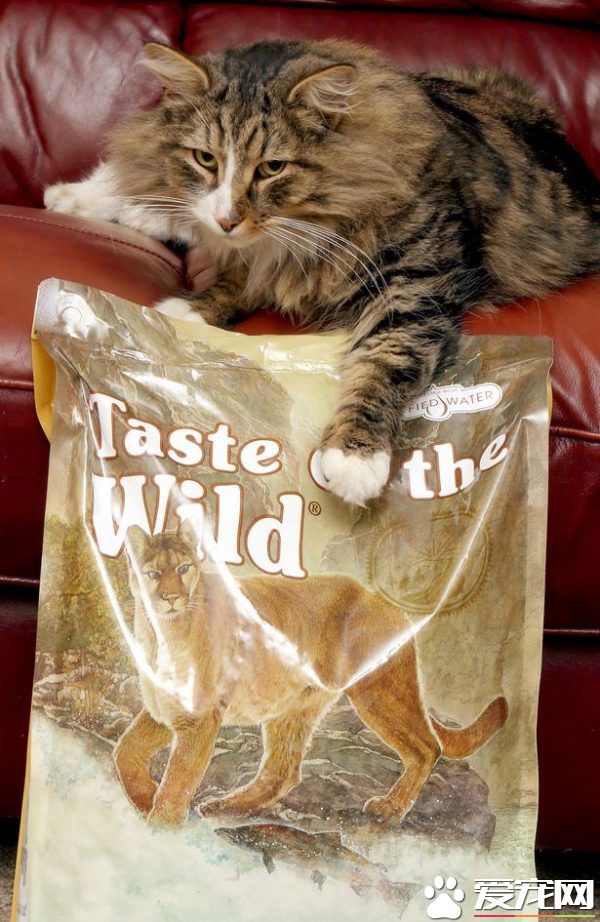 小偷猫离家出走消失 14个月后被发现在宠物食品厂