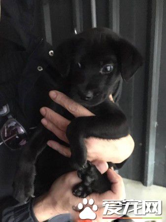 让爱不流浪! 希望大家可以给浪浪一个家