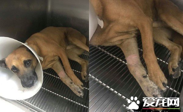 明明就很痛却一路撒娇 三只脚汪温柔眼神让人心疼