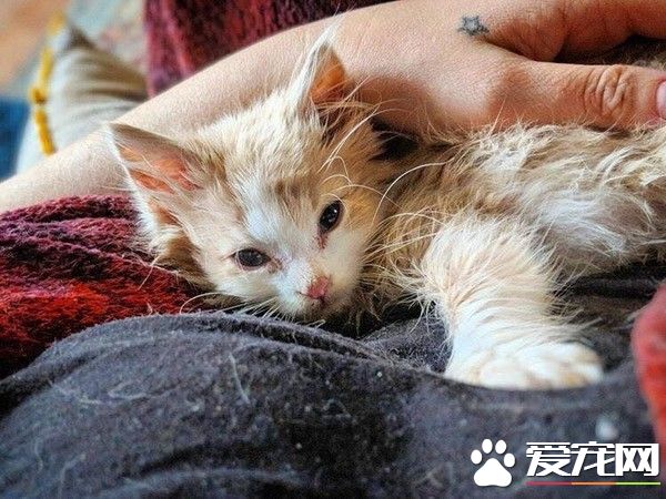 彻夜抱小猫不放弃希望 隔天早上见到奇迹发生