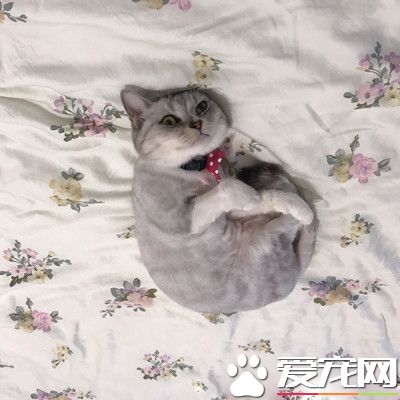 台南美短被小奴才侵犯 眼神死的圣上笑翻网友