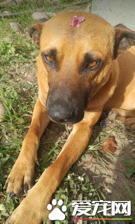 明明就很痛却一路撒娇 三只脚汪温柔眼神让人心疼