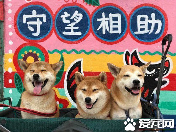 两柴因动作不同步惨摔 柴姐的淡定脸却意外成亮点