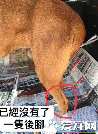 明明就很痛却一路撒娇 三只脚汪温柔眼神让人心疼