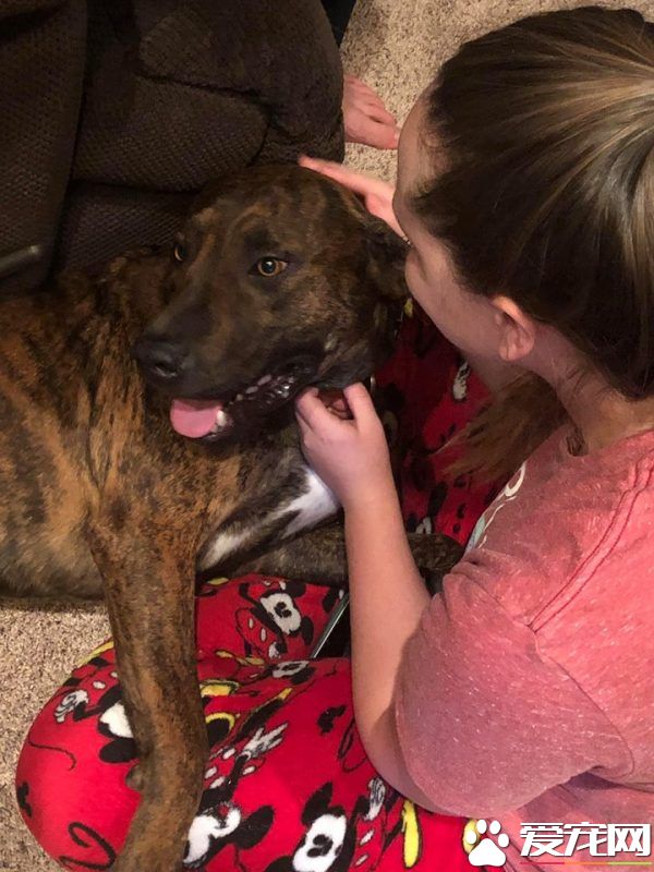 超大惊喜的圣诞礼物 爸妈送女儿最爱的狗狗