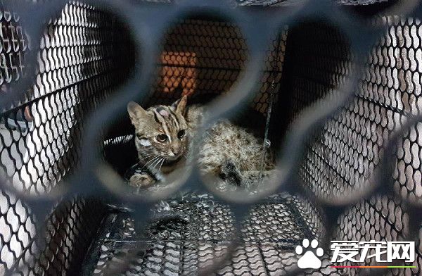 野生石虎一夜咬死5只鸡 诱捕发现怀有2周身孕