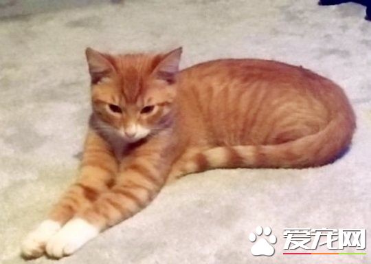 男子因纵火和虐猫罪行 被判入狱3年9个月