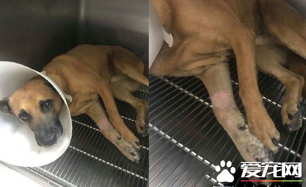 明明就很痛却一路撒娇 三只脚汪温柔眼神让人心疼