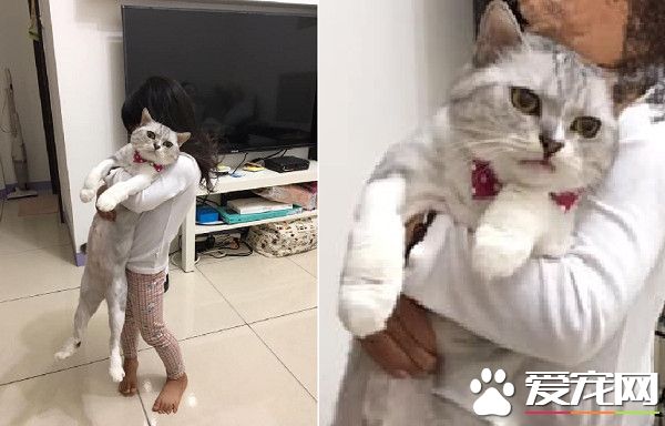 台南美短被小奴才侵犯 眼神死的圣上笑翻网友