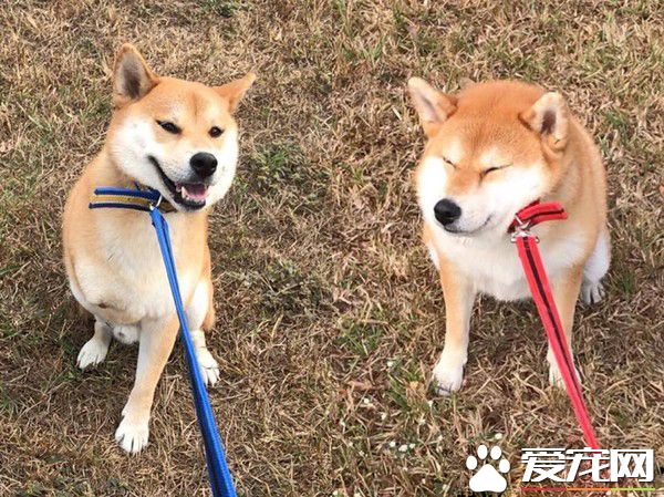 两柴因动作不同步惨摔 柴姐的淡定脸却意外成亮点