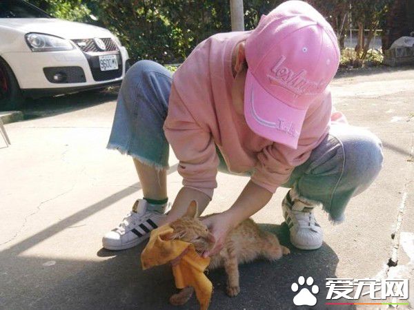 浪喵因为太缺乏警戒心 不断遭逢血光之灾