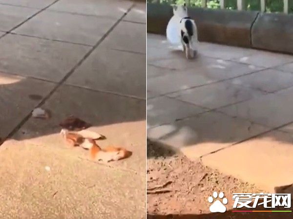 真是个笨小偷! 喵喵偷走盘子留下肉肉