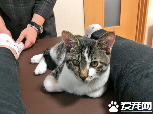 日本猫咖啡有23只可爱猫咪 不定期提供推拿服务