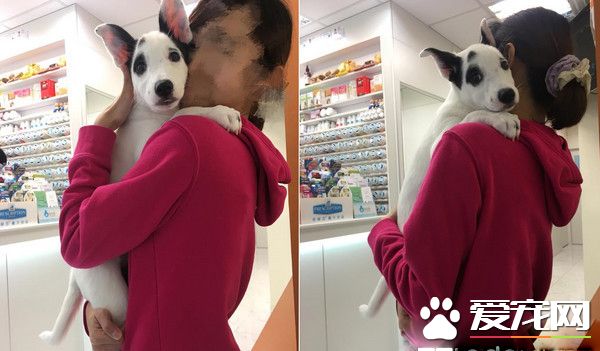 米克斯去医院看医生超乖 离开时发现脚汗狂流