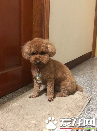 怎么还不开？红贵宾臭脸敲门太可爱了