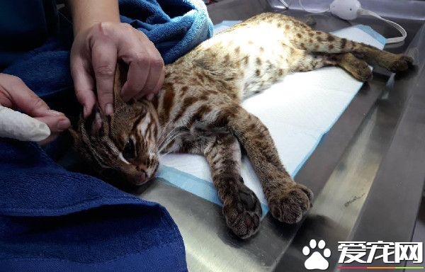 野生石虎一夜咬死5只鸡 诱捕发现怀有2周身孕