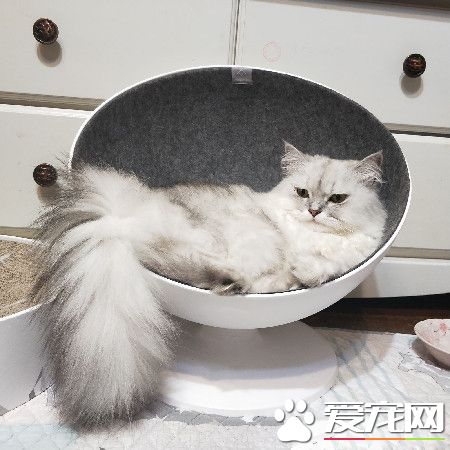 酷酷喵皇秒变深情王子 放闪手段非常高招