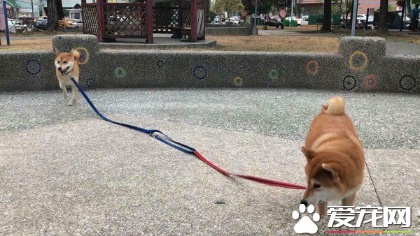 两柴因动作不同步惨摔 柴姐的淡定脸却意外成亮点