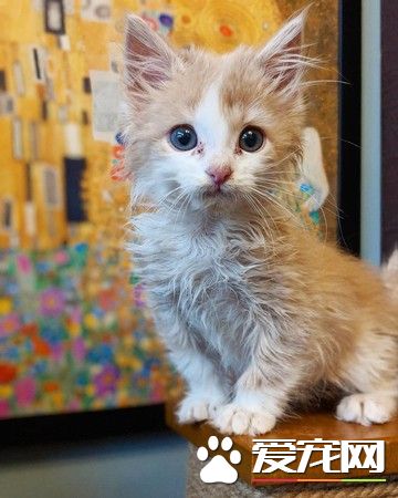 彻夜抱小猫不放弃希望 隔天早上见到奇迹发生