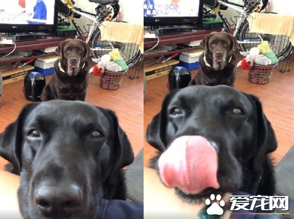 蛋壳剥开两汪星人眼神杀过来 主人压力超大