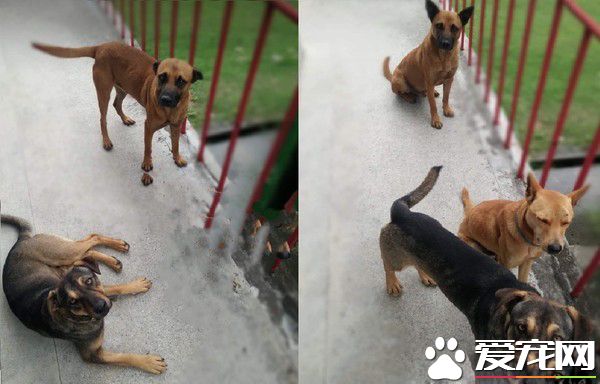 明明就很痛却一路撒娇 三只脚汪温柔眼神让人心疼