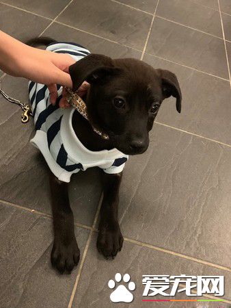 让爱不流浪! 希望大家可以给浪浪一个家