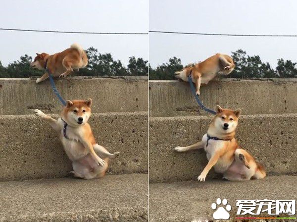 两柴因动作不同步惨摔 柴姐的淡定脸却意外成亮点