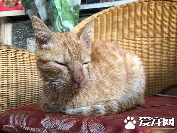 浪喵因为太缺乏警戒心 不断遭逢血光之灾