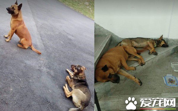 明明就很痛却一路撒娇 三只脚汪温柔眼神让人心疼