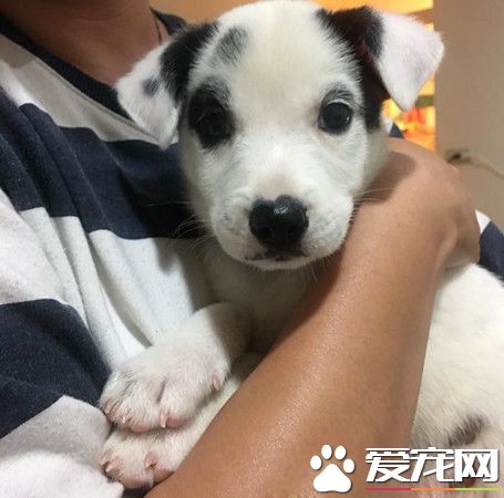 米克斯去医院看医生超乖 离开时发现脚汗狂流