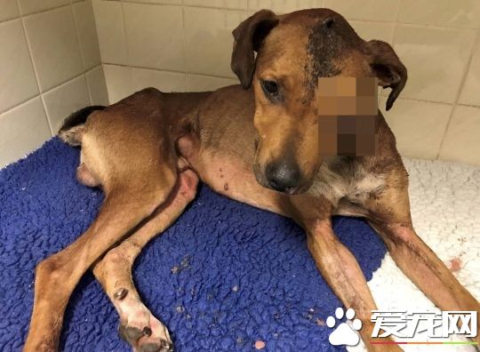 英国发生恐怖虐狗事件 狗狗惨遭螺丝起子钻头穿眼