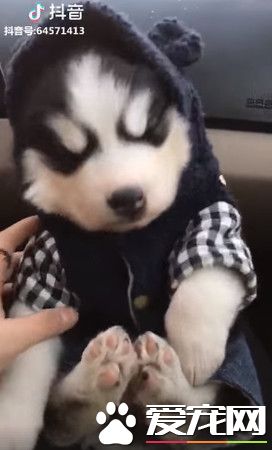 哈宝宝在马麻腿上进入深层冬眠 怎么叫都叫不醒